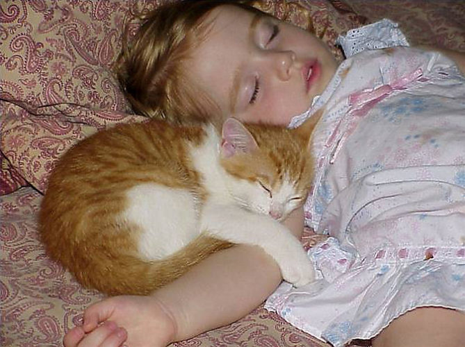 Котенок малыш может Котенок малыш может
