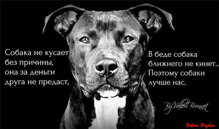 Собаки лучшие друзья человека цитаты Собаки лучшие друзья человека цитаты