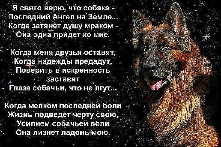 Стих о собачьей преданности Стих о собачьей преданности