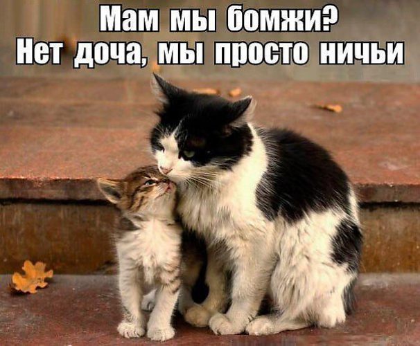Как сделать чтобы кошка была доброй Как сделать чтобы кошка была доброй