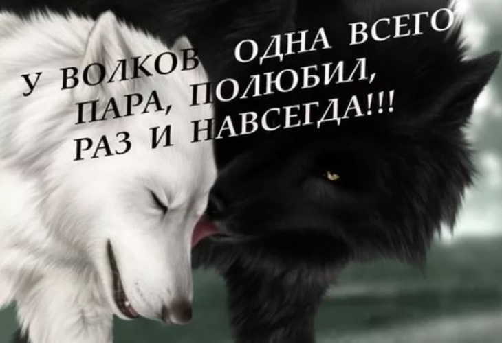 Статусы про волкову Статусы про волкову