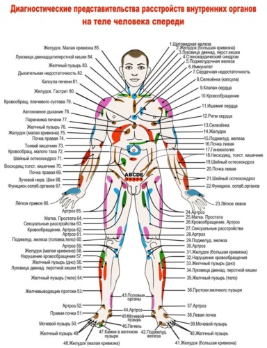 Проекция внутренних органов на коже Проекция внутренних органов на коже