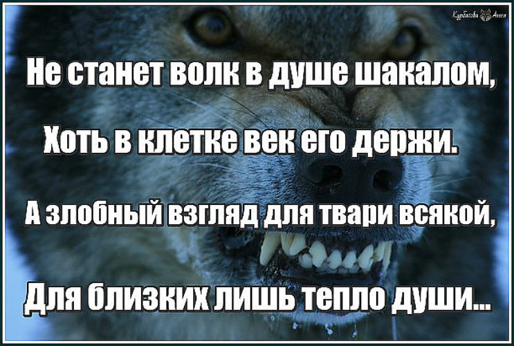 Я злой и страшный серый волк я днем и ночью яйца брил