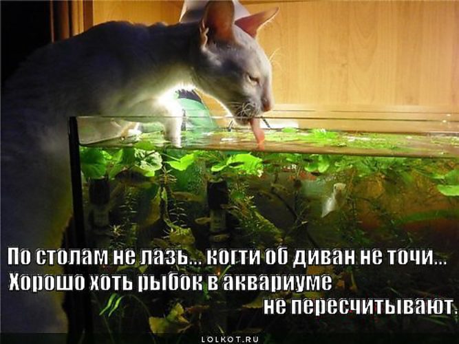Приколы про аквариум картинки