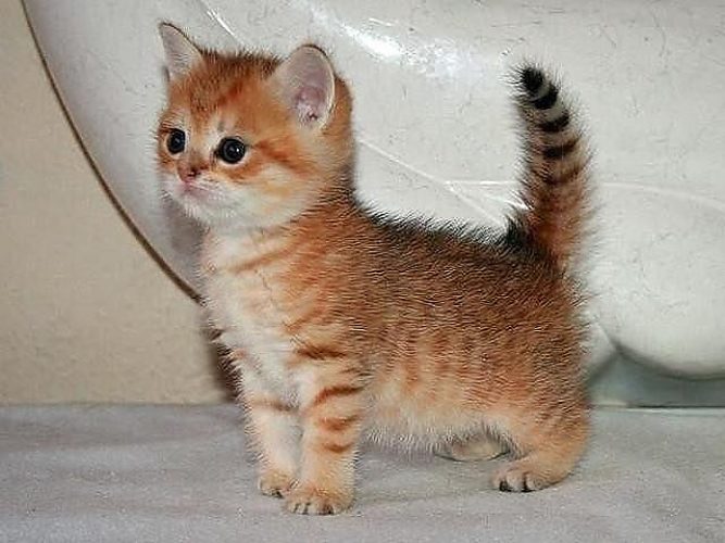Сколько стоит котик