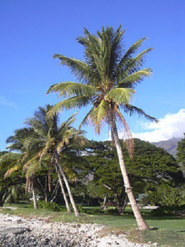 Дерево Кокосовая пальма характеристики и описание (твёрдость по Бринеллю и плотность)