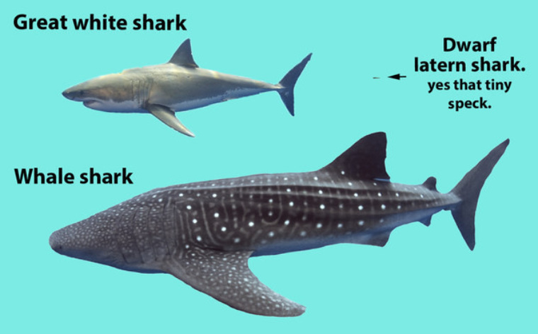 Female shark x male. Китовая акула и белая акула. Белая акула самка размер.