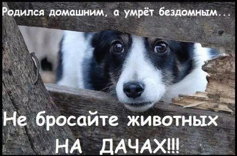 снеговика, не бросайте животных фото окна лучше