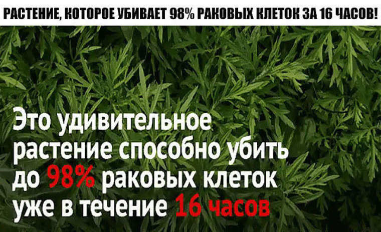 Растения против рака. Трава от раковых клеток. Какие травы убивают раковые клетки.