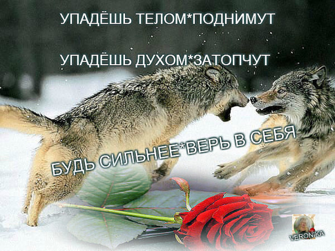 Цитата упадешь телом поднимут упадешь духом затопчут. Упадешь поднимут. Упадёшь телом поднимут упадёшь духом затопчут. Упадёшь телом поднимут упадёшь духом затопчут картинки. Упадёшь телом поднимут упадёшь духом затопчут.