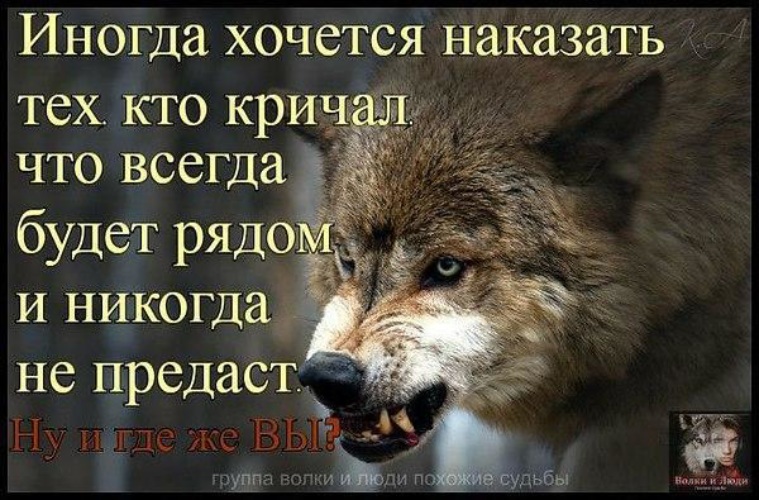 Быть сильным значит помогать слабому. Цитаты про Волков и людей. Волк и предательство. Статусы про Волков. Одинокий волк цитаты.