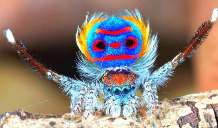 Павлиний паук (50 фото)