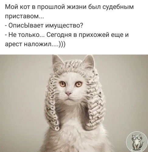 Коты прошлого. Мой кот в прошлой жизни был судебным приставом. Коты мой кот в прошлой жизни был судебным приставом. В прошлой жизни была. Животные в прошлой жизни.