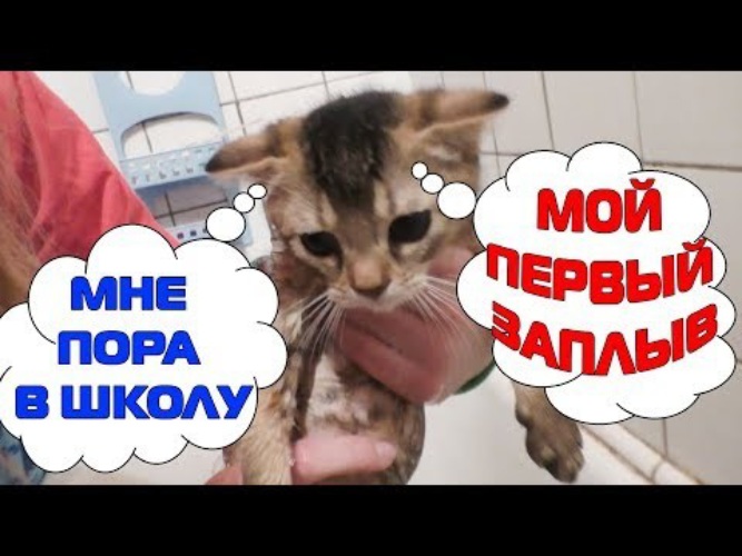 Школа сладуна. Кот СЛАДУН. СЛАДУН фото. Школа Сладуна страшилки.