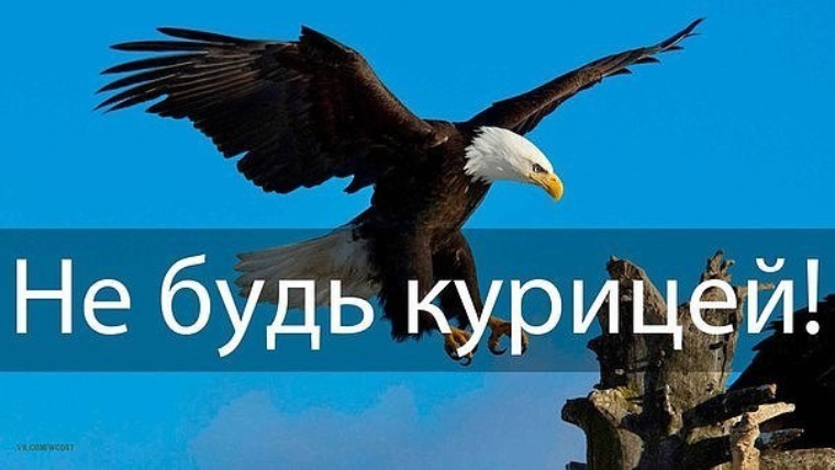 крылов орел и куры иллюстрации к басне. орел и курица. орел и петух. орел и курица. орел и курица.