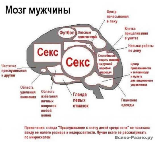 Смешные картинки мозг мужчины и женщины, для