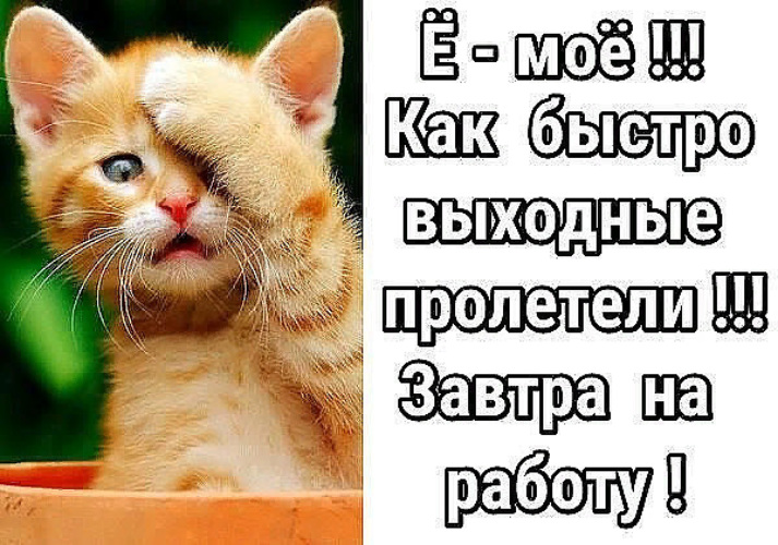 Пролетели выходные картинки прикольные, новогодние открытки картинка