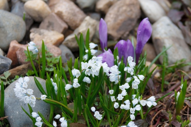 первоцвет весенний. первоцветы крокусы. первоцветы распускаются. первоцветы видео. первоцветы лаго наки.