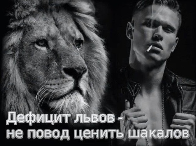 Лев настоящий мужчина. Дефицит Львов не повод ценить. Нехватка Львов не повод ценить шакалов. Дефицит Львов не повод. Дефицит Львов не повод не ценить шакалов