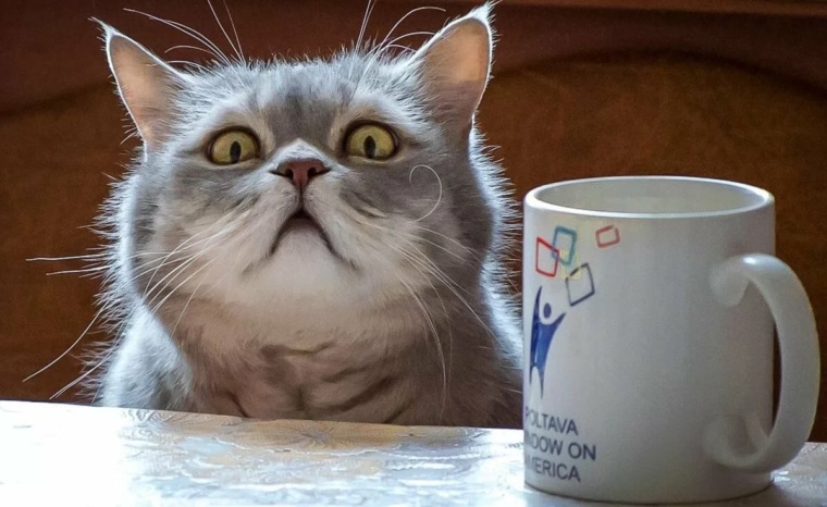 Кот с кофе мем