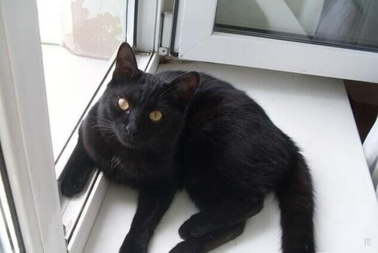 Черная кошка в доме хорошо. Черный кот в доме. Черный домашний кот. Черная кошка домашняя. Черные коты в доме.