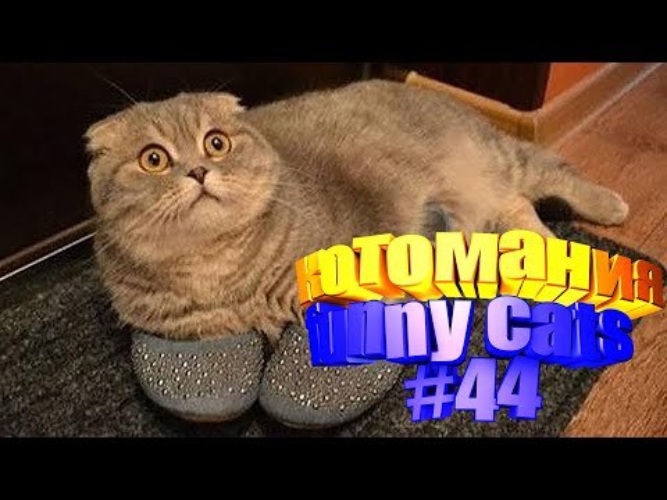 Приколы с кошками видео смеяться до слез