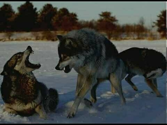 Схватка с волками