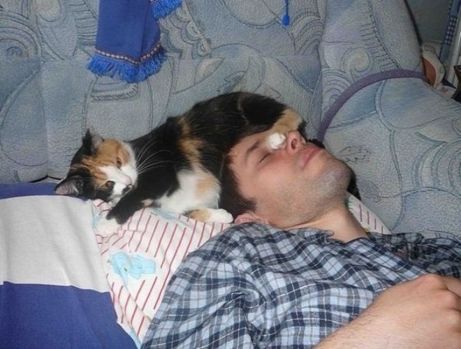 Почему кошки спят со мной. Кот лежит на голове. Коты спят на человеке.